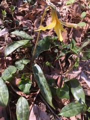 Erythronium umbilicatum