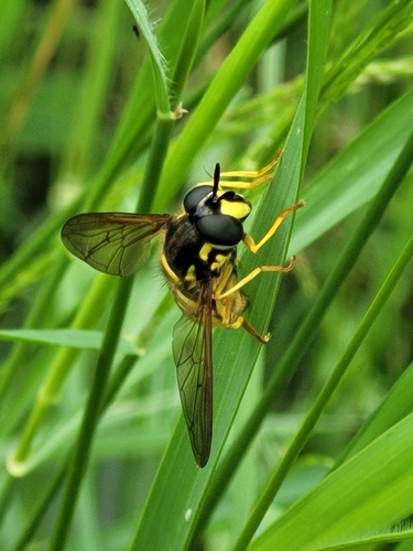 Large Meadow Fly, 7736 PJ Beerze, Nederland, photo 9 of 10