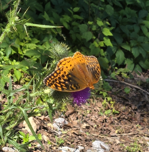 Fritilaria de manchas plateadas