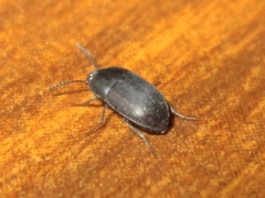 Gondwanocrypticus obsoletus