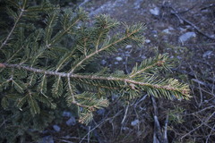 Abies vejarii