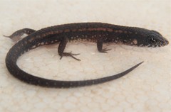 Loxopholis parietalis