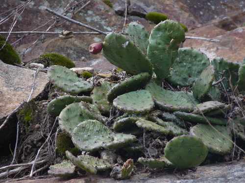 low pricklypear