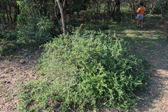 Coddia rudis