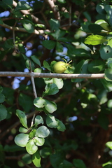 Gardenia cornuta, photograph (c) Tony Rebelo, some rights reserved (CC BY-SA)