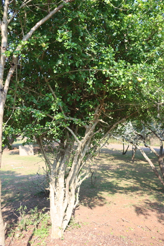 Gardenia cornuta