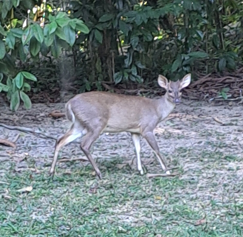 Northern Brown Brocket