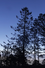 Abies vejarii