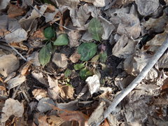 Pyrola elliptica