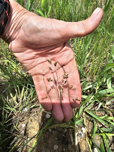 Anthoxanthum nitens, photograph 2