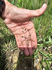 Norma Malinowski, CC BY, iNaturalist via GBIF Anthoxanthum nitens, photograph Norma Malinowski, CC BY, iNaturalist via GBIF