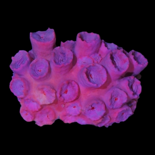 Cup Coral