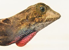 Anolis scypheus