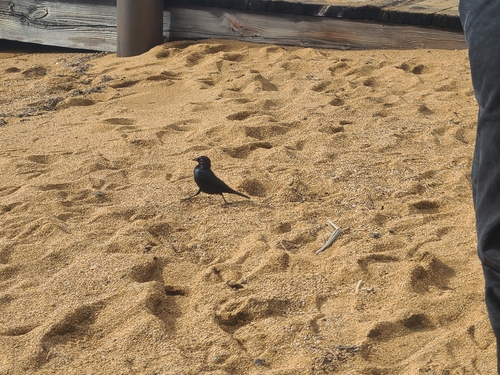 Brewer's Blackbird