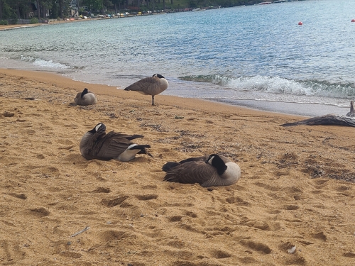 Canada Goose
