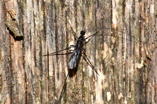 Doryctes observed 2026-06-03