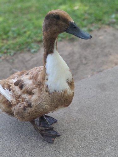 Pekin Duck