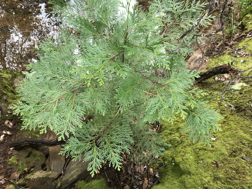 California incense-cedar