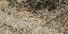 Masticophis fuliginosus