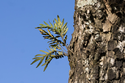 Pleopeltis pleopeltifolia, photograph 5