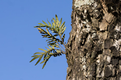 author not stated, no rights reserved Pleopeltis pleopeltifolia, photograph author not stated, no rights reserved