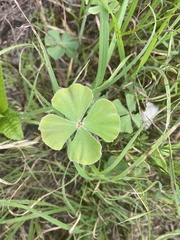 Marsilea macropoda