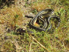 Lampropeltis californiae