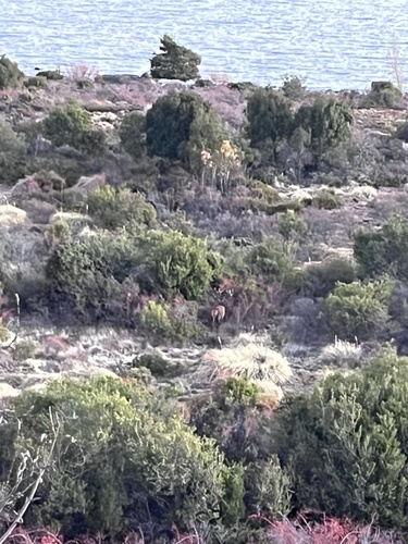 Red Deer
