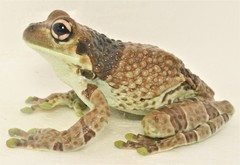 Trachycephalus cunauaru