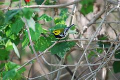 Setophaga virens