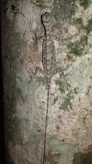 Draco melanopogon
