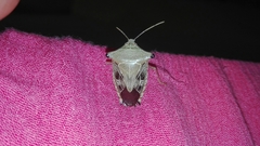 Edessa leucogramma