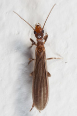 Oligotoma saundersii