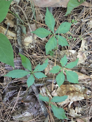 Virginia creeper