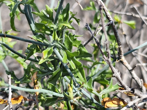 Slimlobe Globeberry
