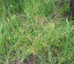 Trinia multicaulis