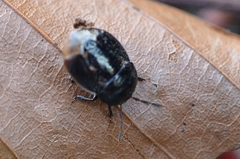 Legnotus limbosus