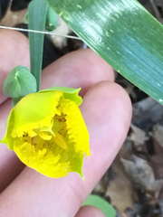 Calochortus monophyllus