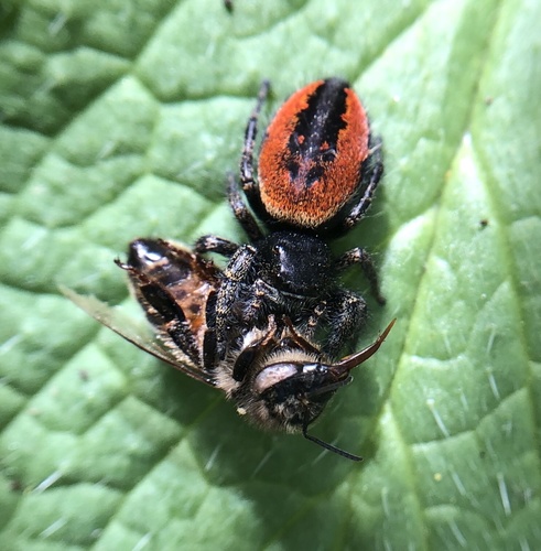 Johnson's Jumping Spider, Santa Fe, Oakland, CA, US, photo 4 of 10