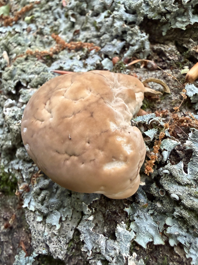 green cheese polypore · June 2026 · photo: Photo: (c) Jeff, some rights reserved (CC BY) · iNaturalist