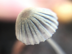 Coprinopsis stercorea