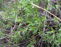 Thymus calcareus