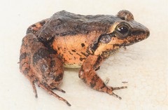 Leptodactylus petersii
