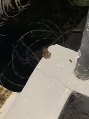 Eleutherodactylus coqui