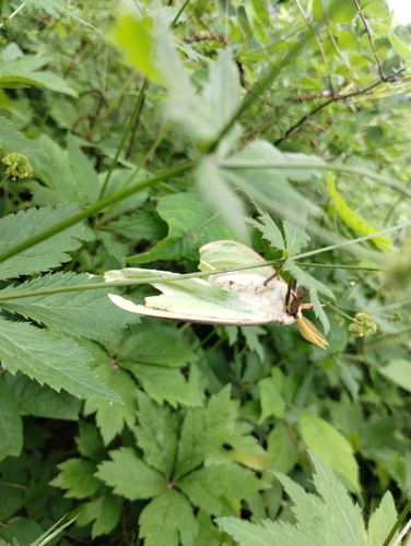 Luna Moth