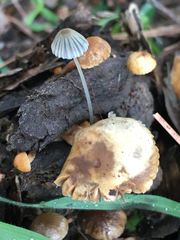 Coprinopsis stercorea