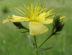 Hypericum elegans