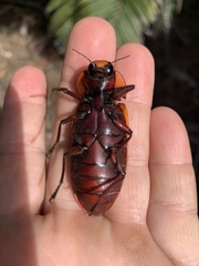 Temognatha aquilonia