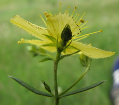 Hypericum elegans