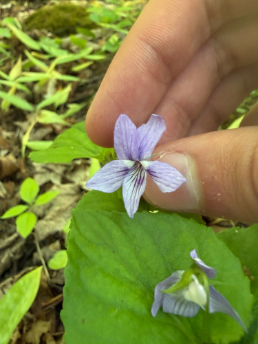 Viola rostrata, 2026-06-03